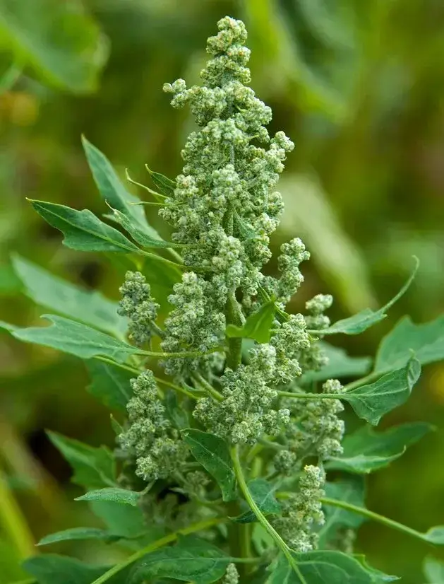 Quinoa