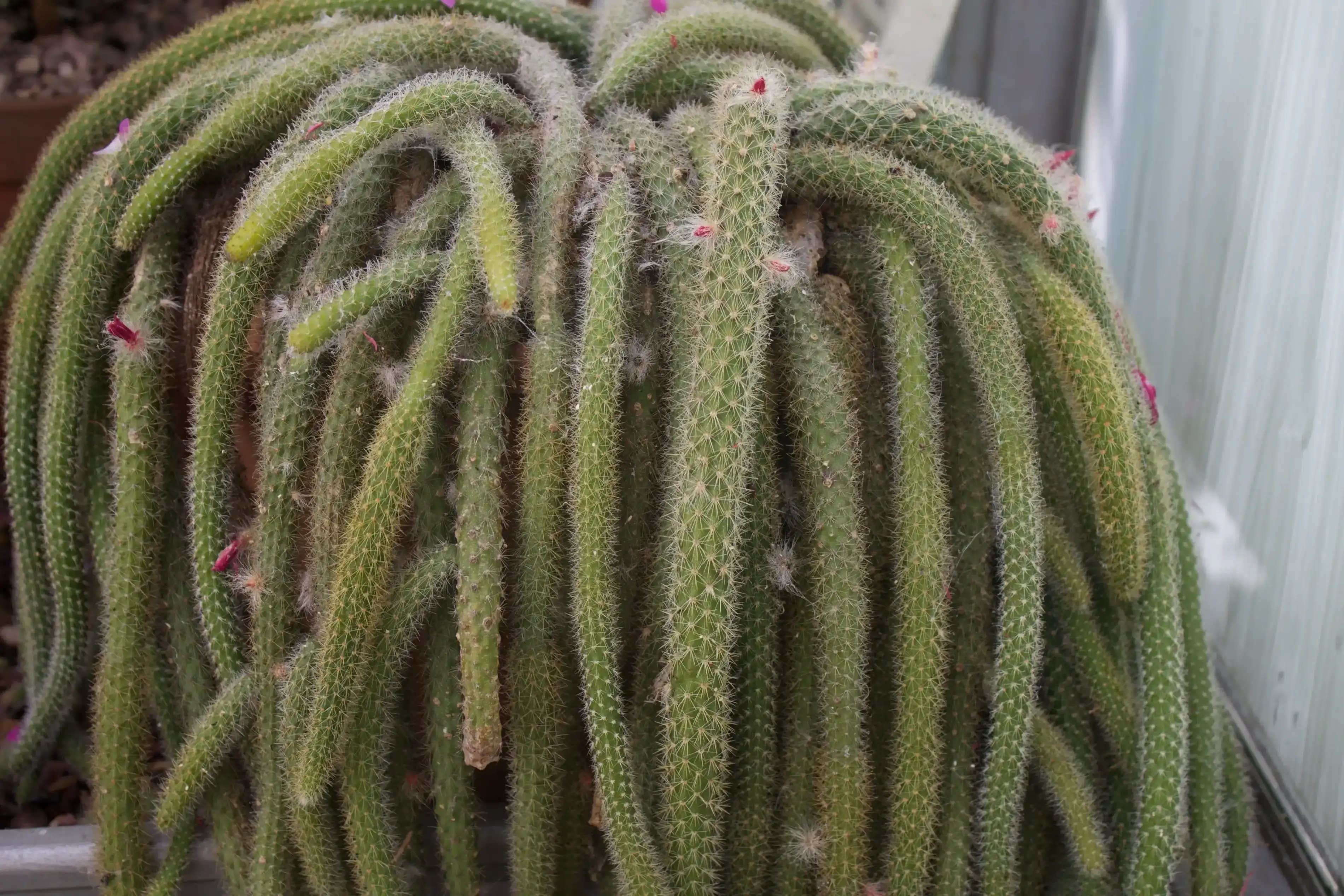 Rat Tail Cactus
