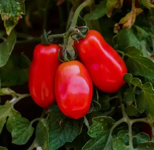 San Marzano Tomato