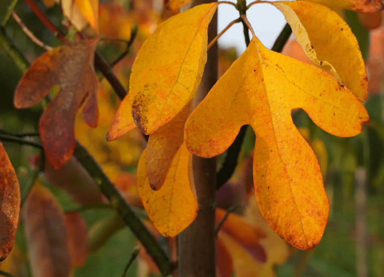 Sassafras