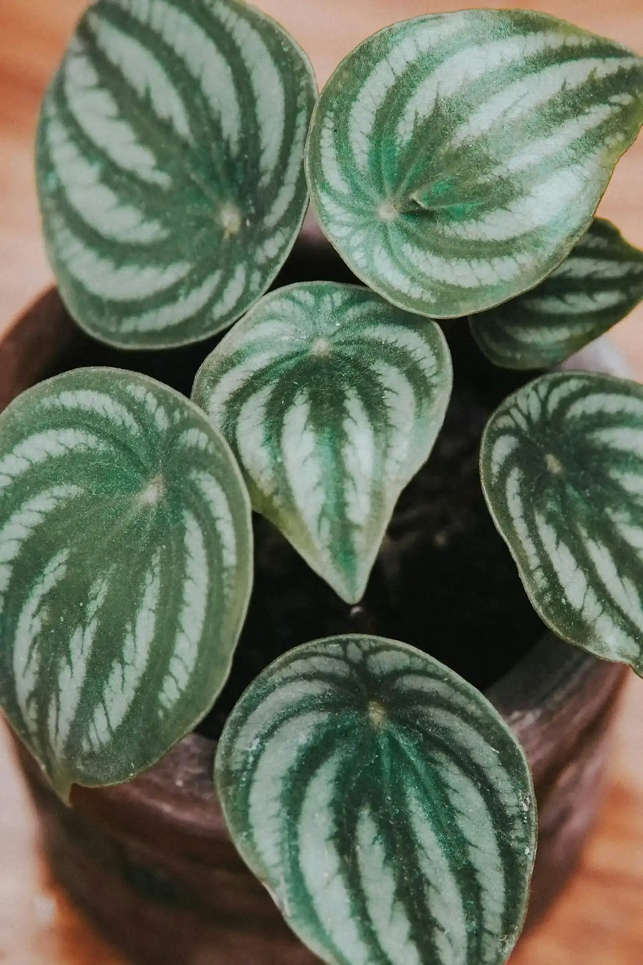 Watermelon Peperomia