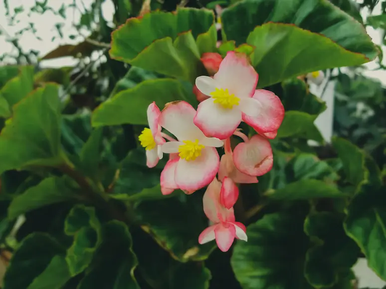 Wax Begonia
