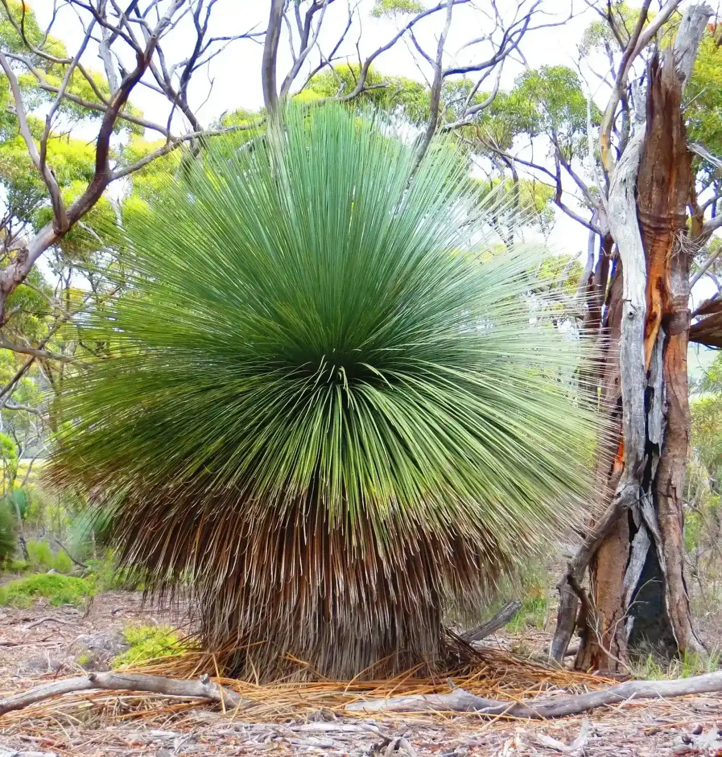 Xanthorrhoea