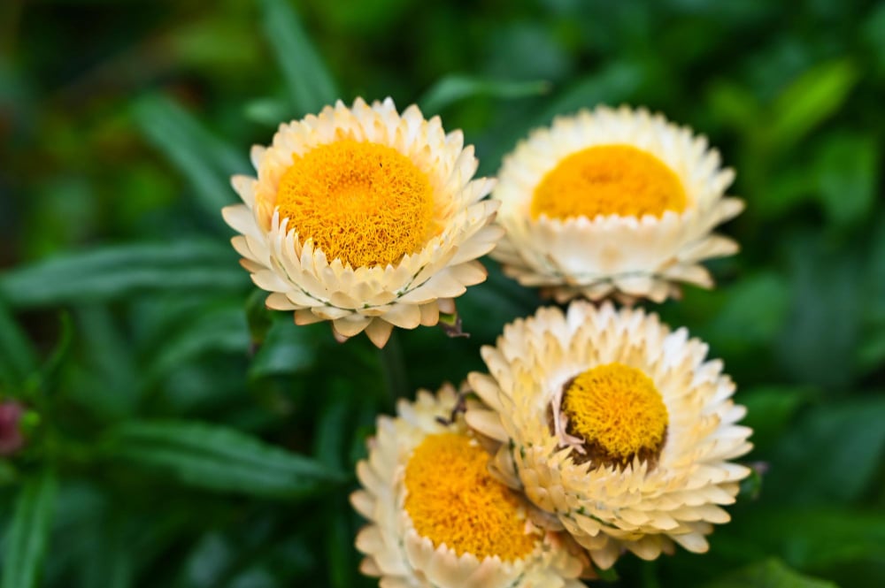 Xerochrysum