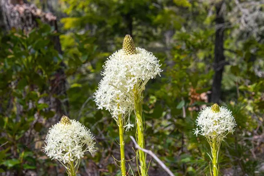 Xerophyllum