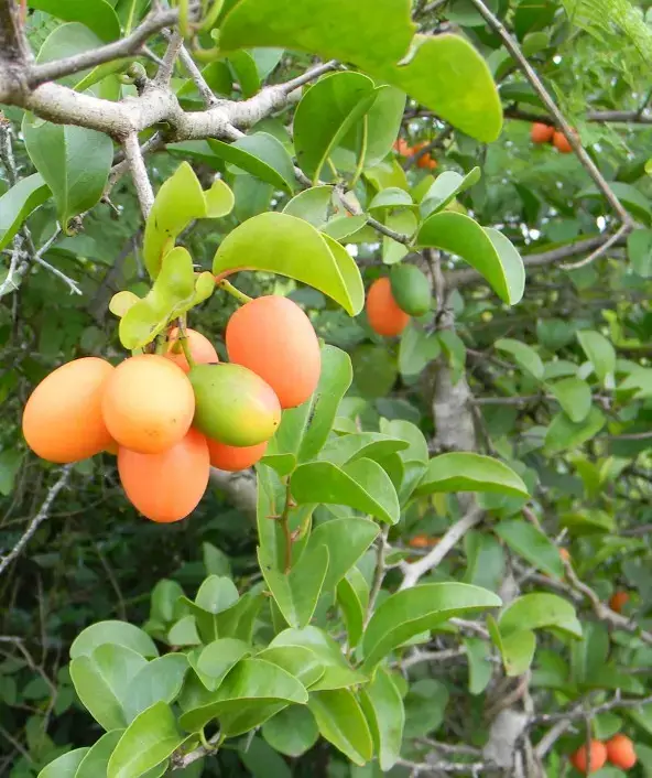 Ximenia