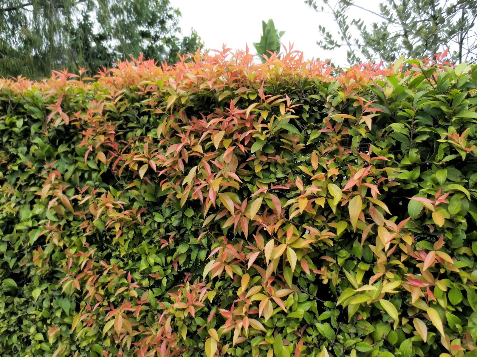 Xylosma congestum