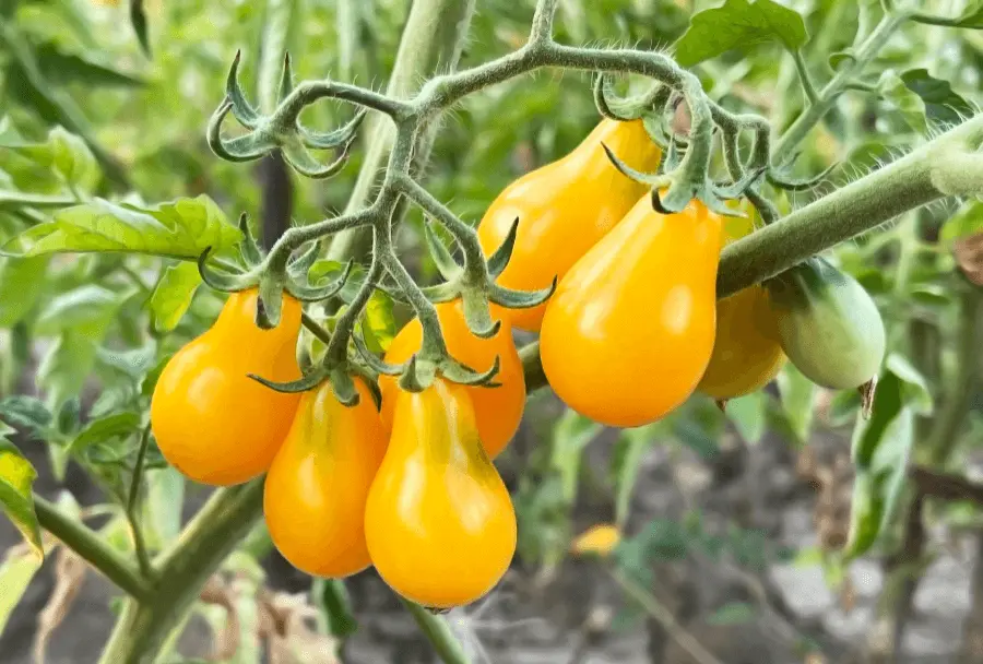 Yellow Pear Tomato
