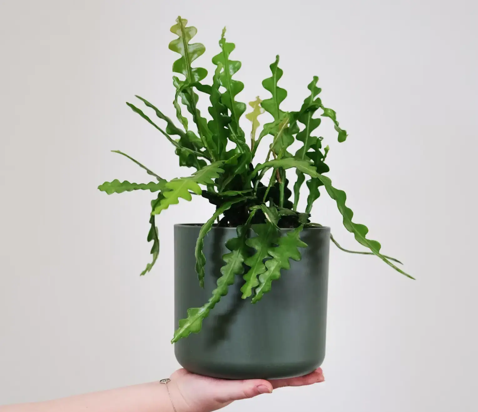 Zigzag plant