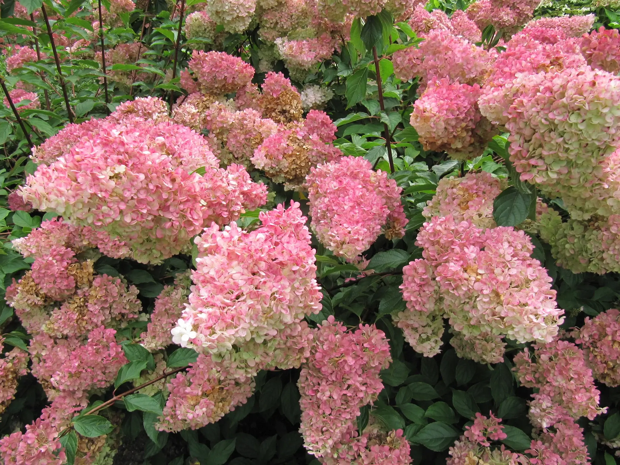 Zinfin Doll Hydrangea