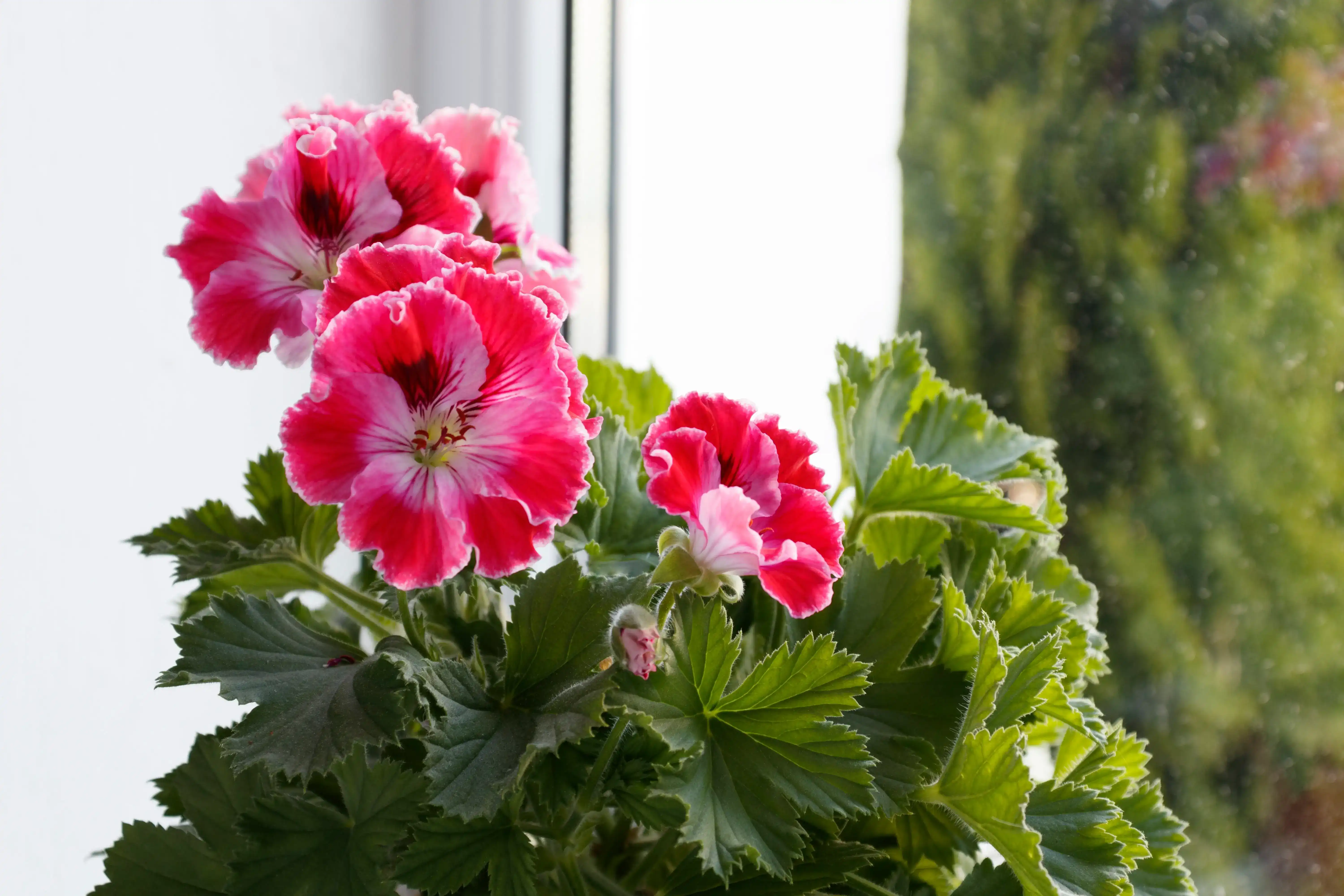 Zonal Geranium
