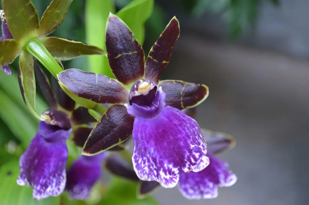 Zygopetalum Orchid