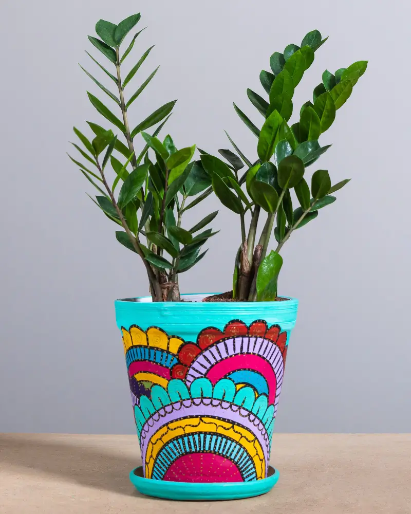 Zz Plant