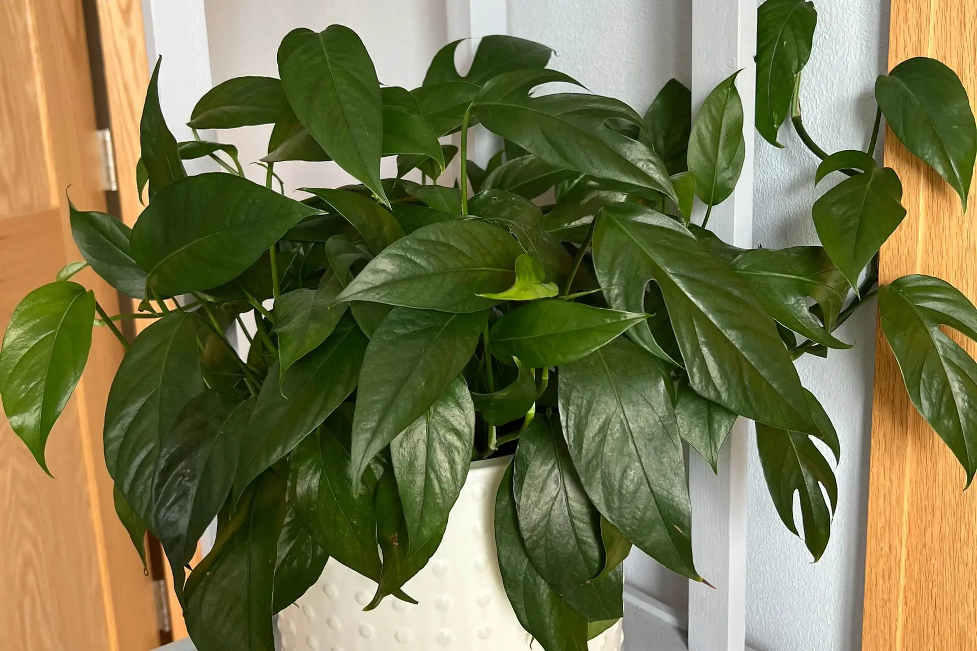 Baltic Blue Pothos