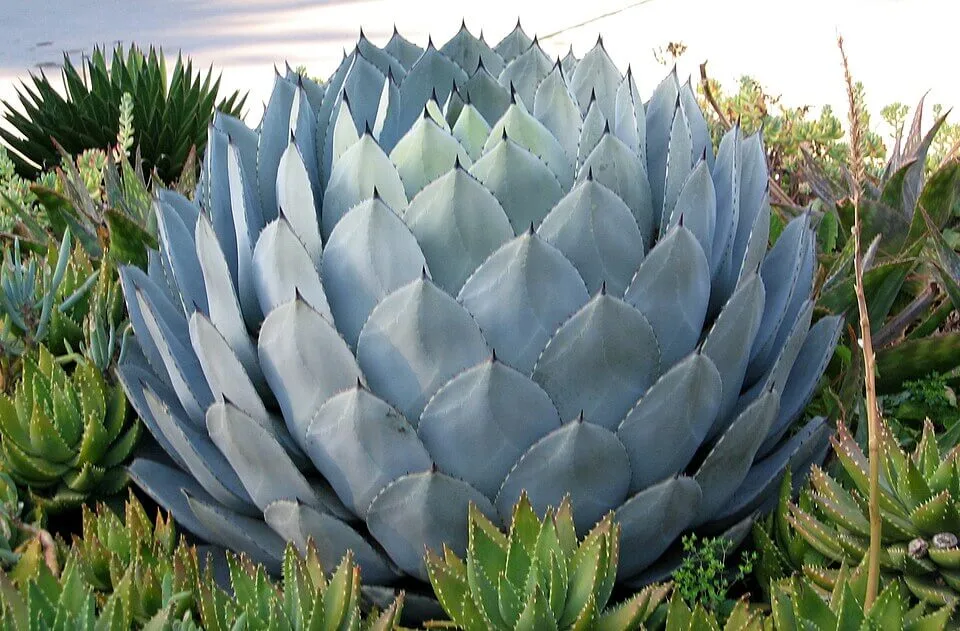 Cabbage Cactus