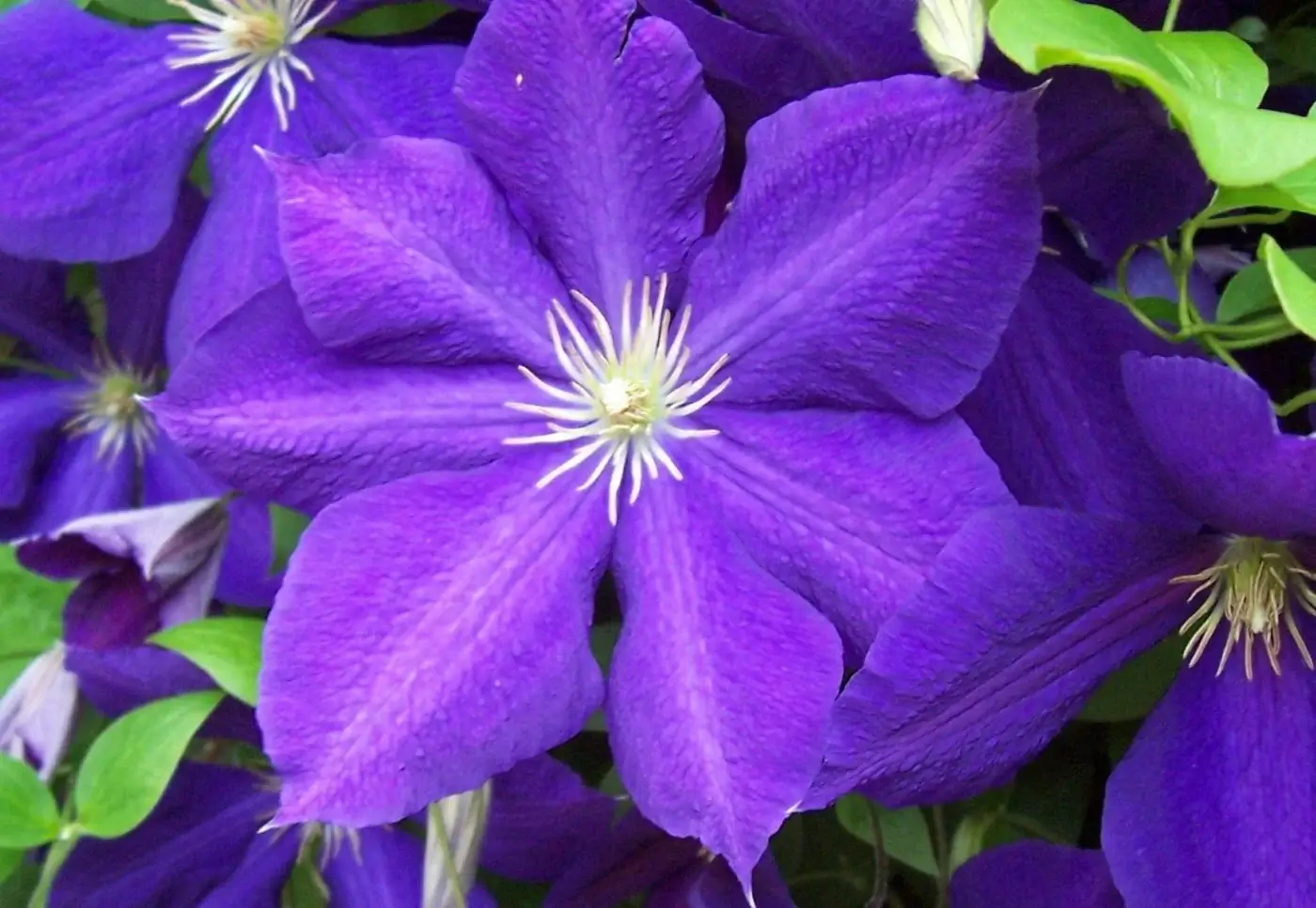 Jackman Clematis