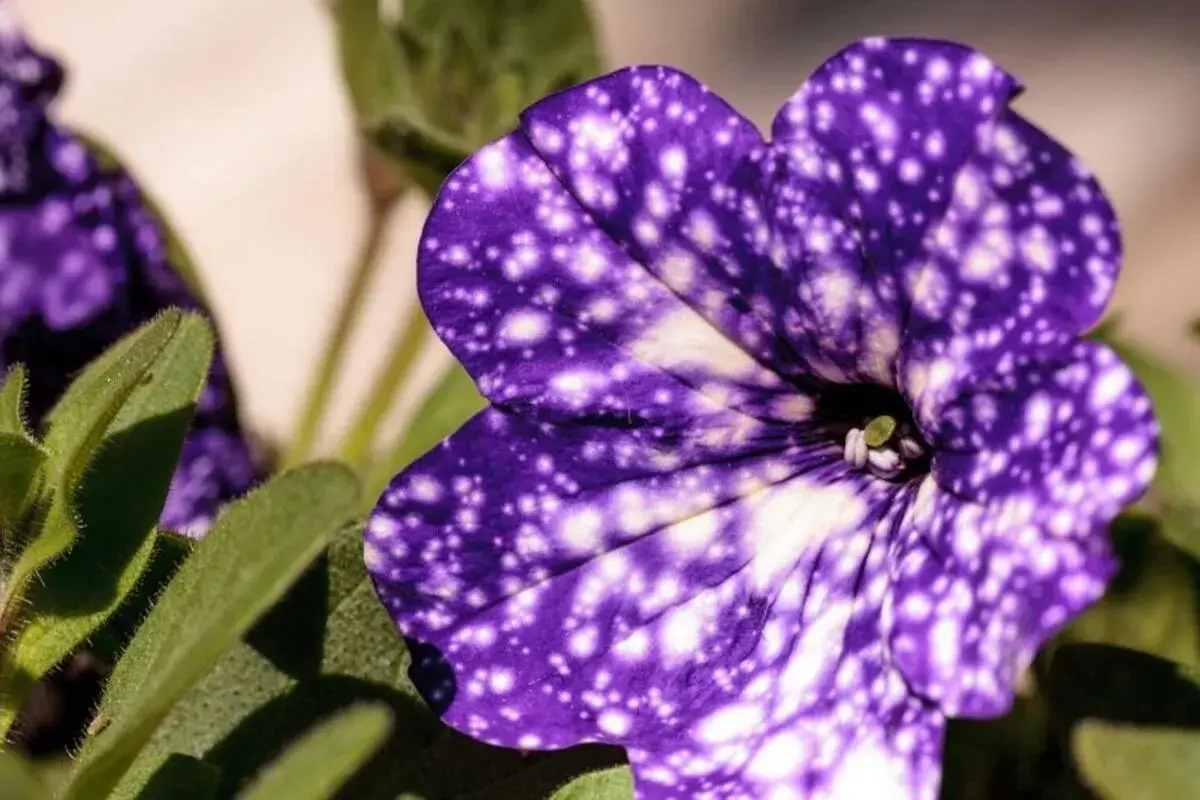 Galaxy Petunia