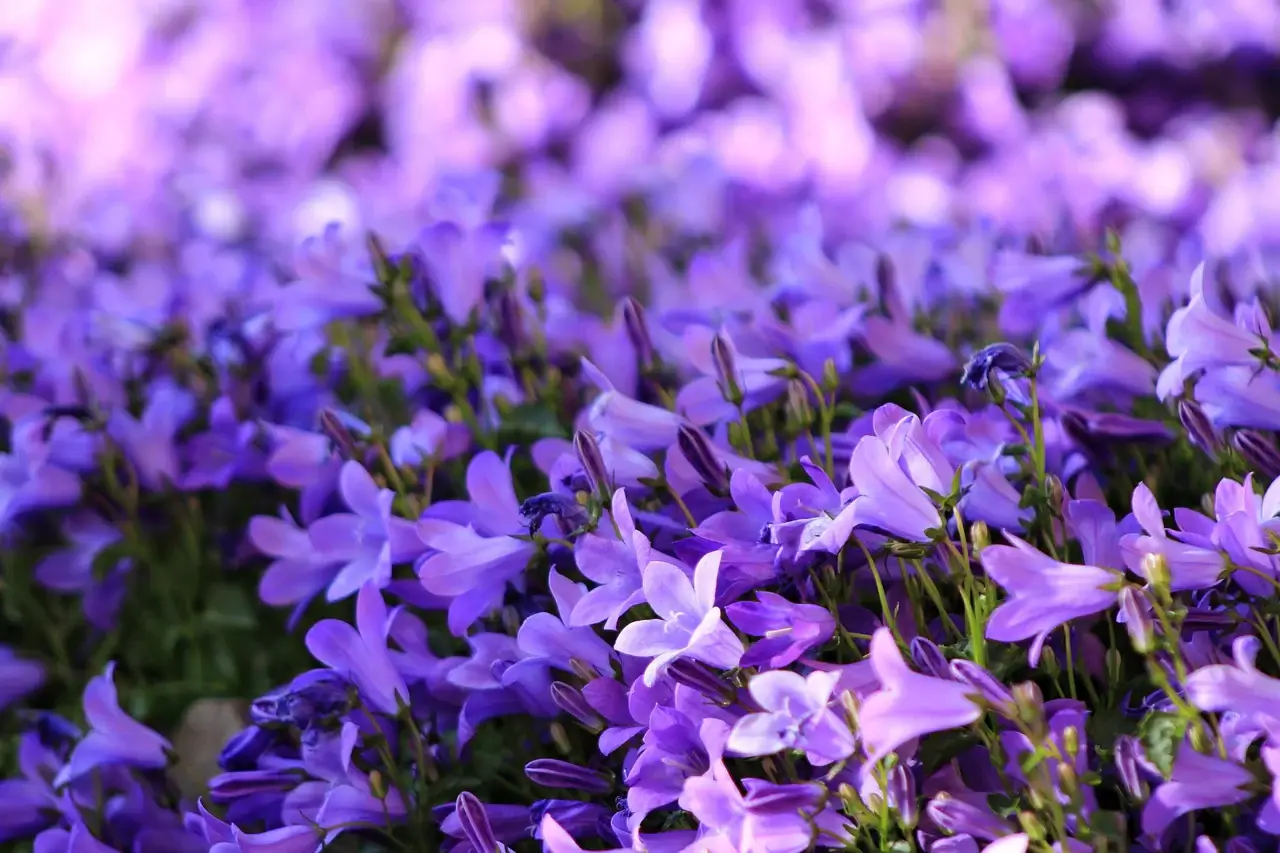 Dalmatian Bellflower