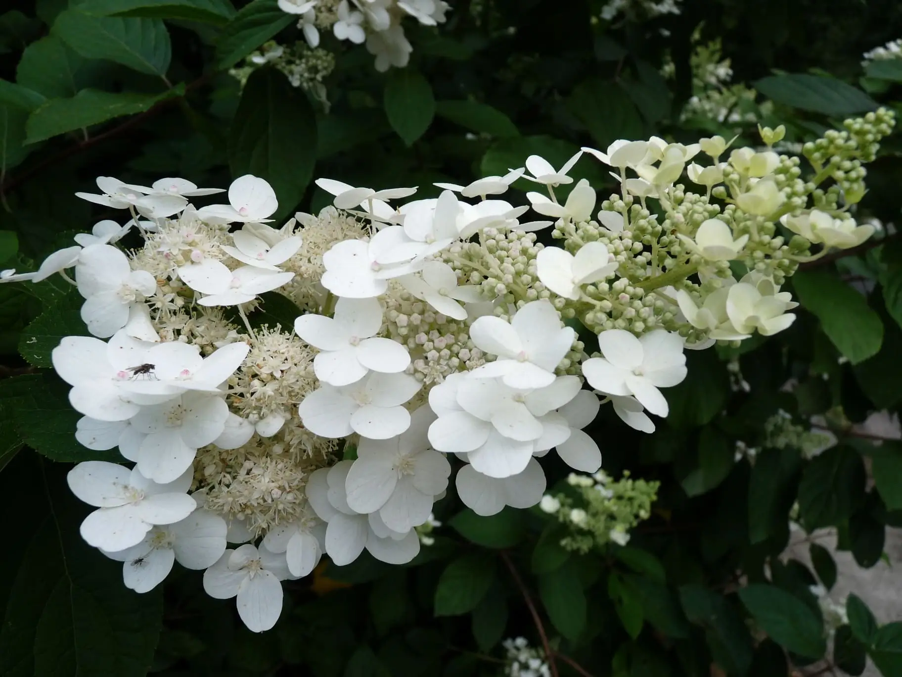 Tardiva Hydrangea
