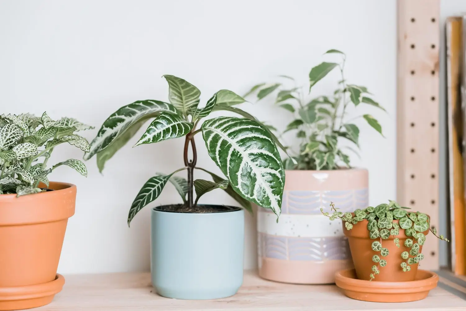 Zebra Plant