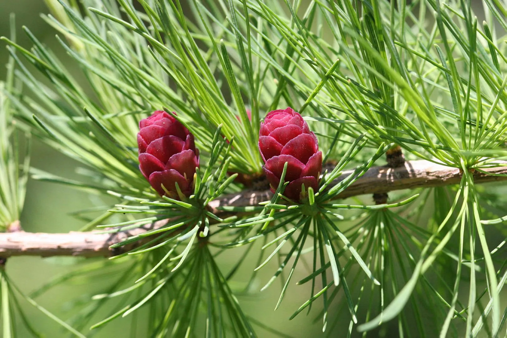 Tamarack