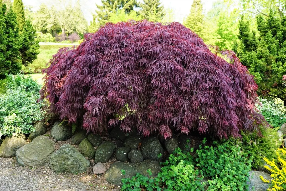 Inaba Shidare Japanese Maple