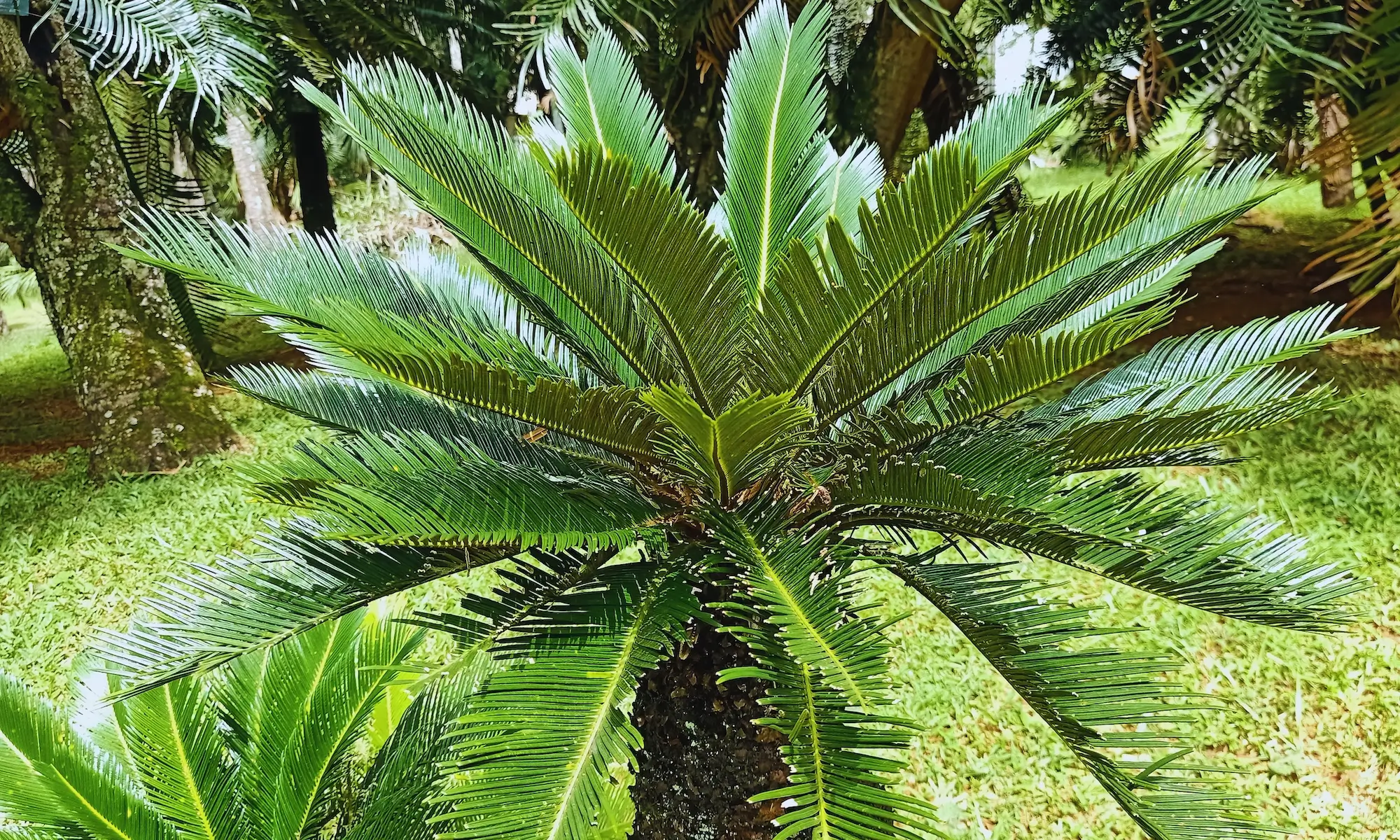 Sago Palm