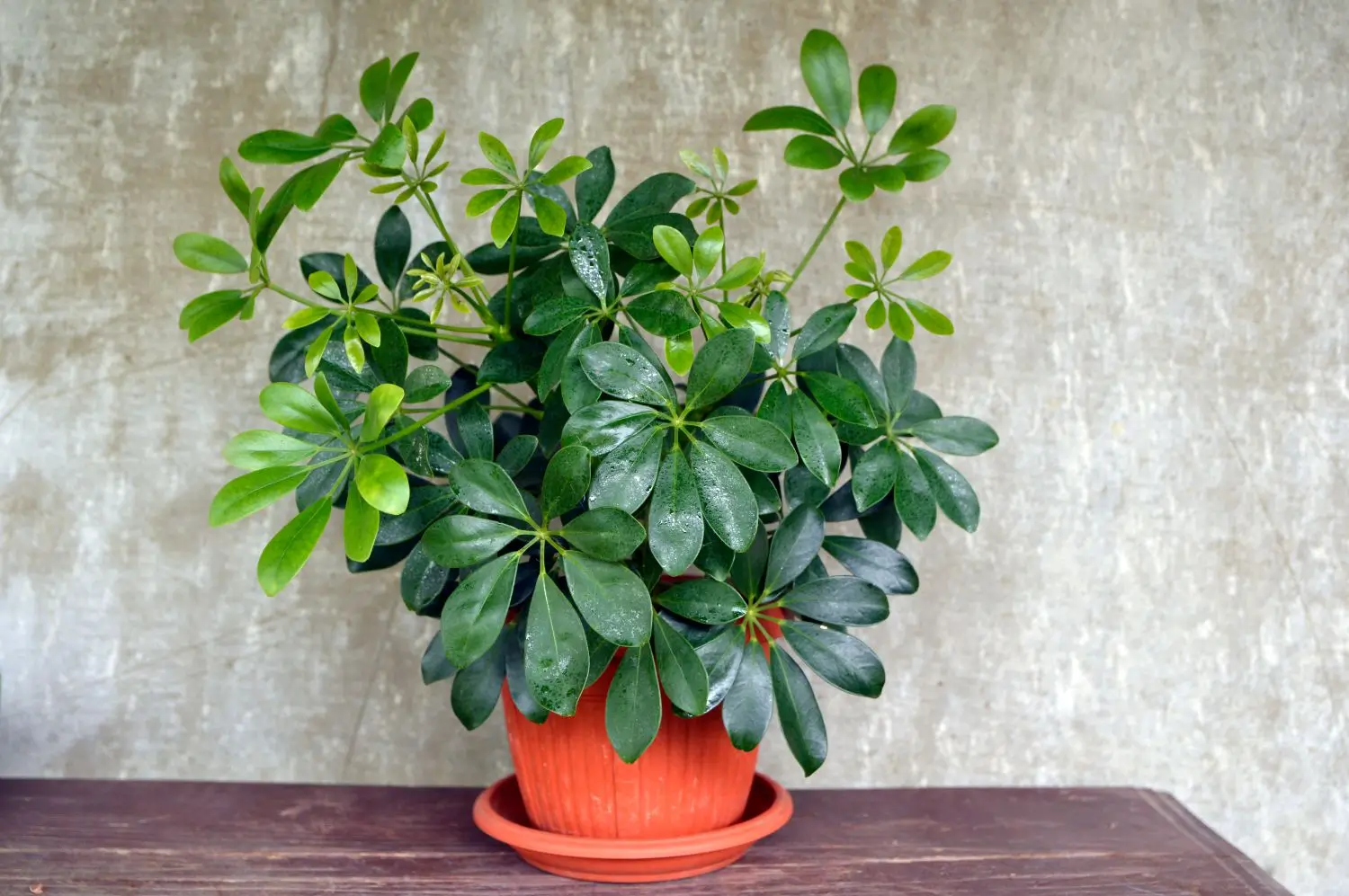 Umbrella Plant