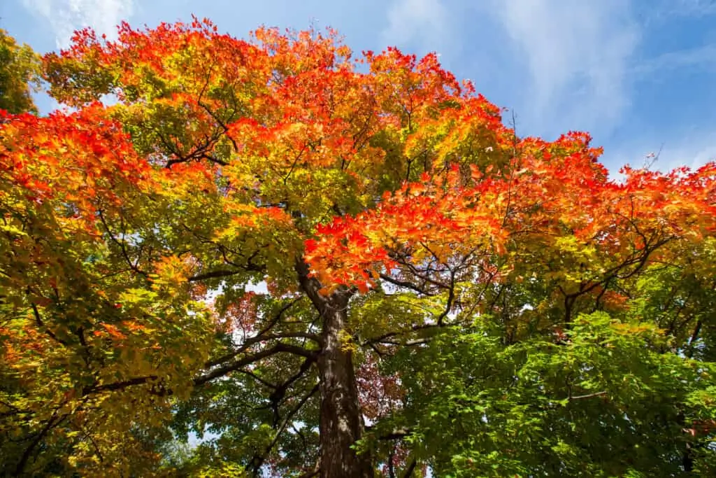 Fall Fiesta Sugar Maple
