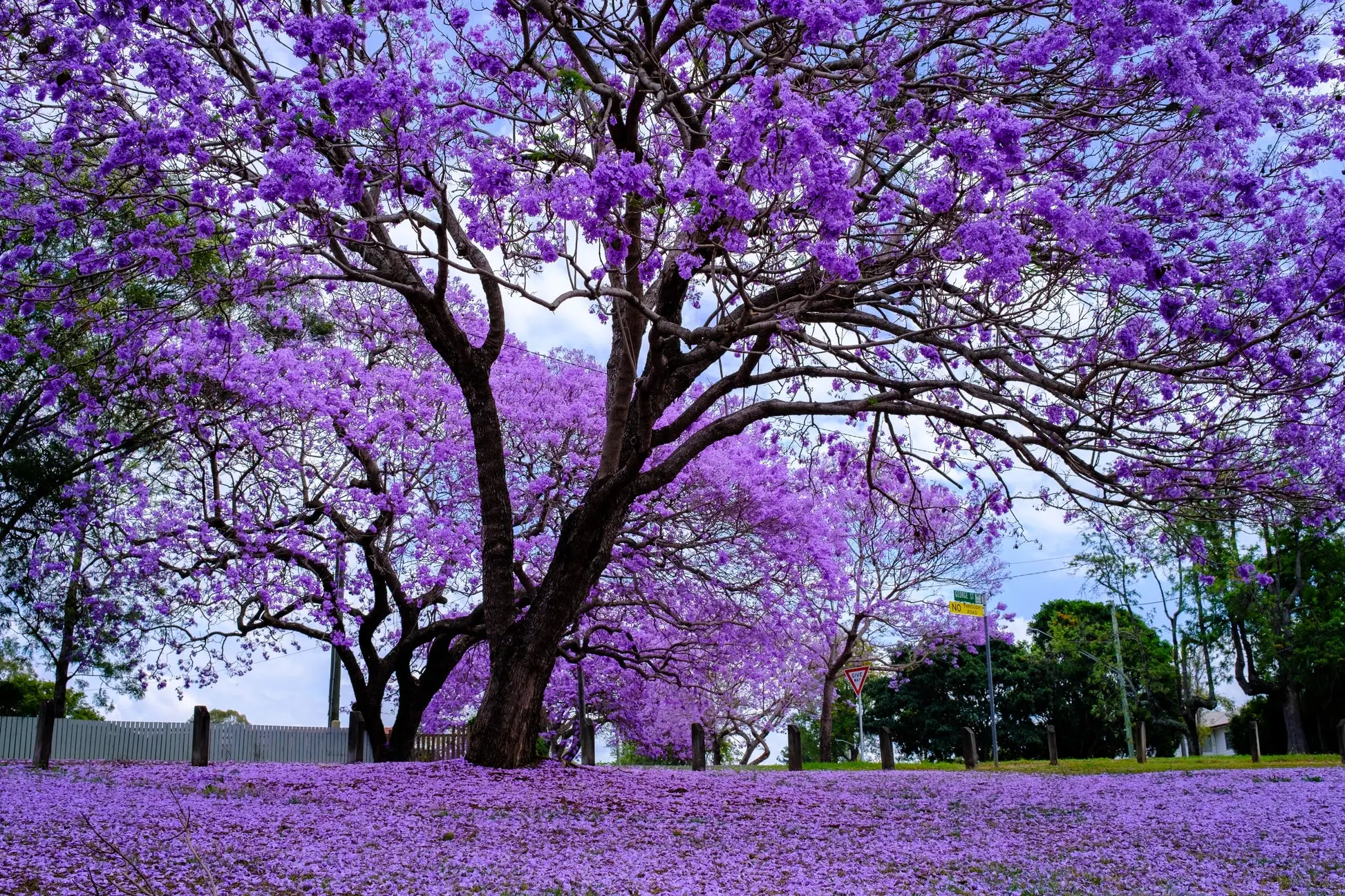 Jacaranda Tree