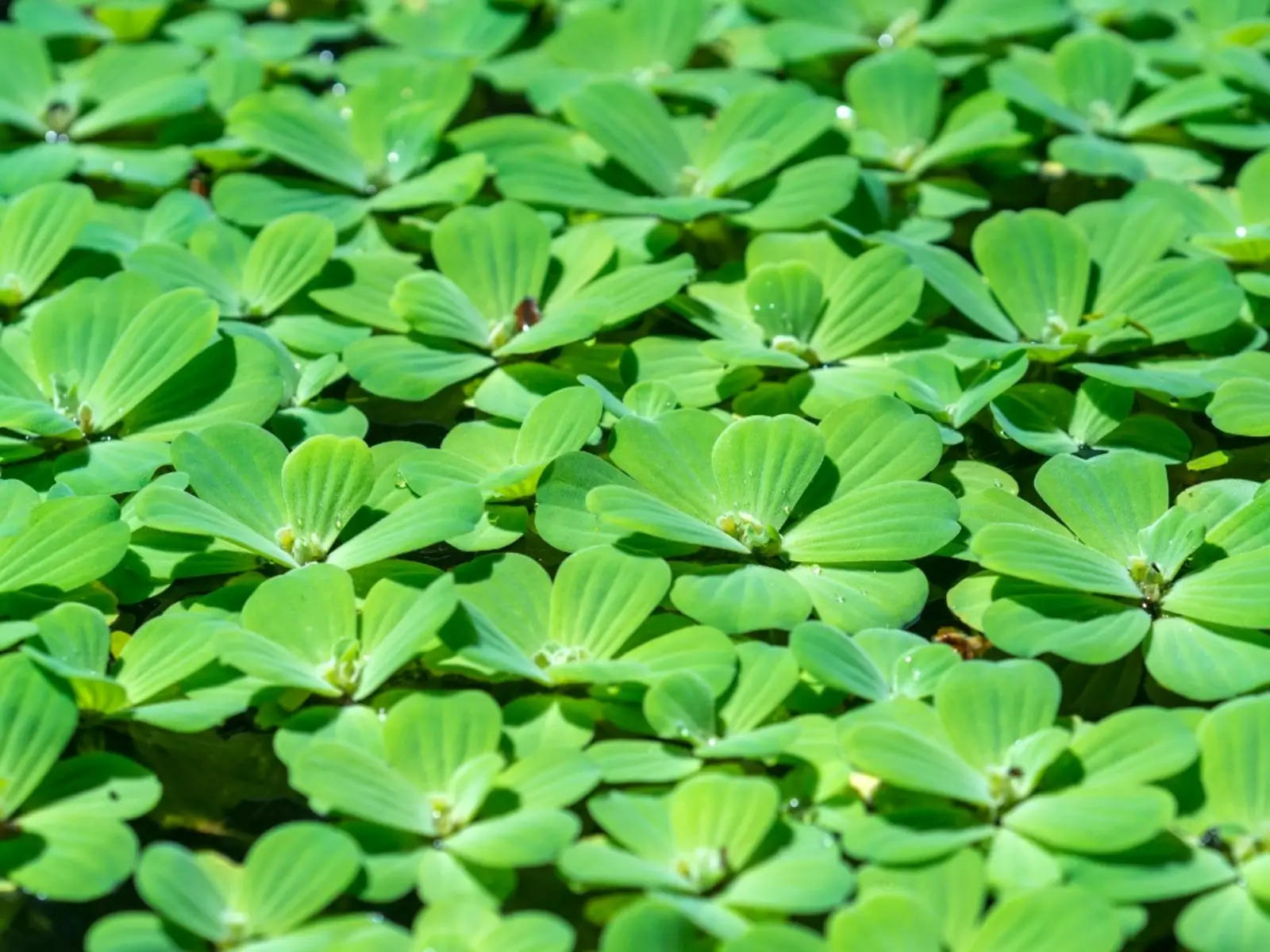 Water Lettuce