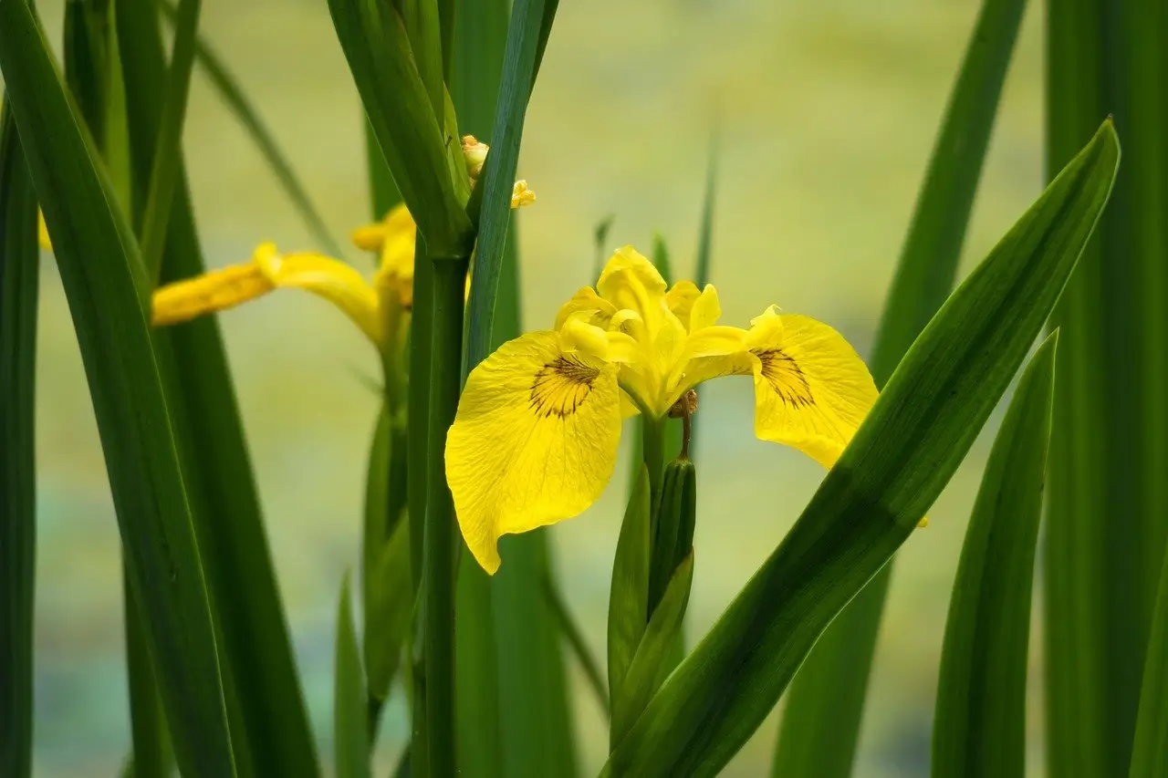 Yellow Iris