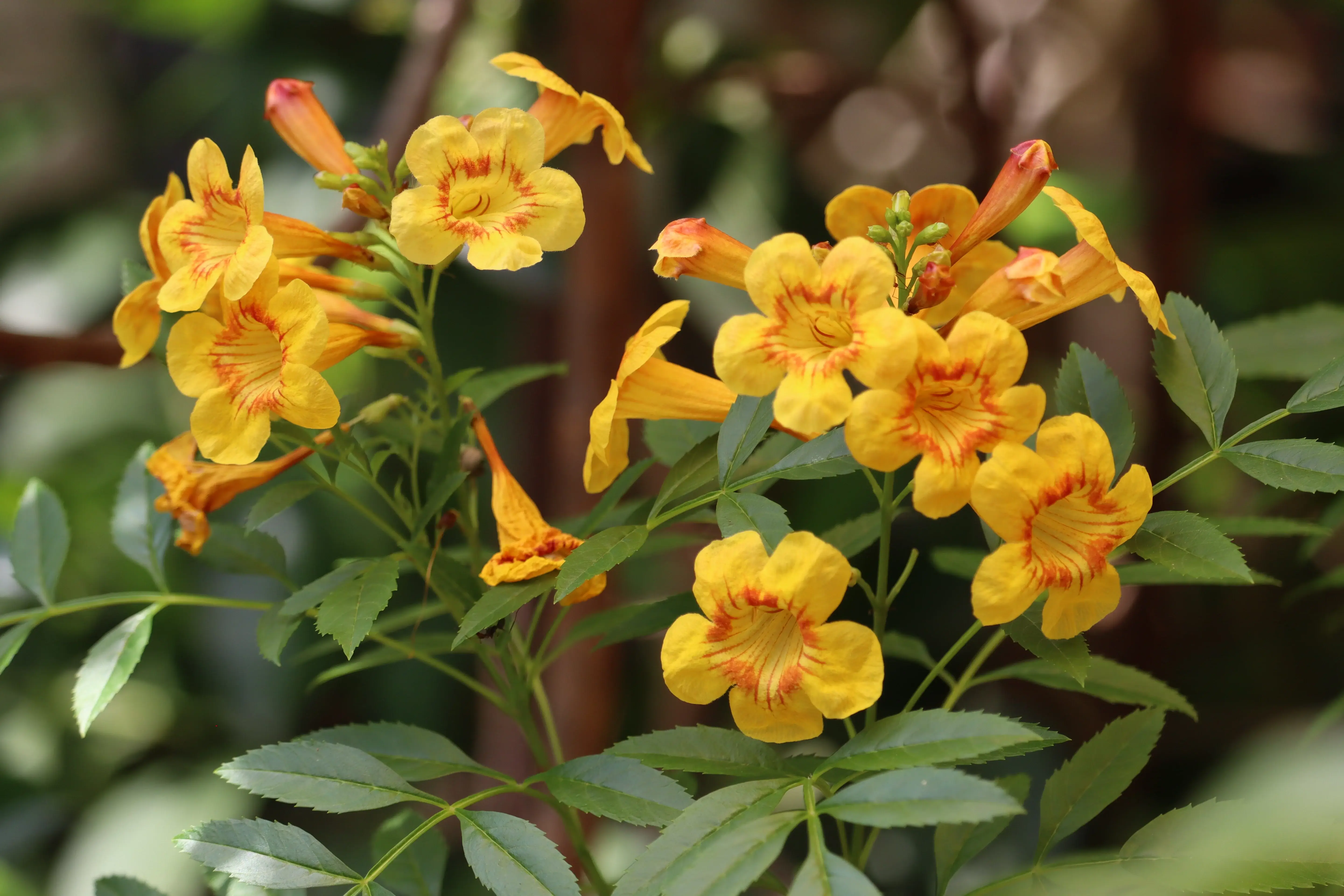 Yellow Bells