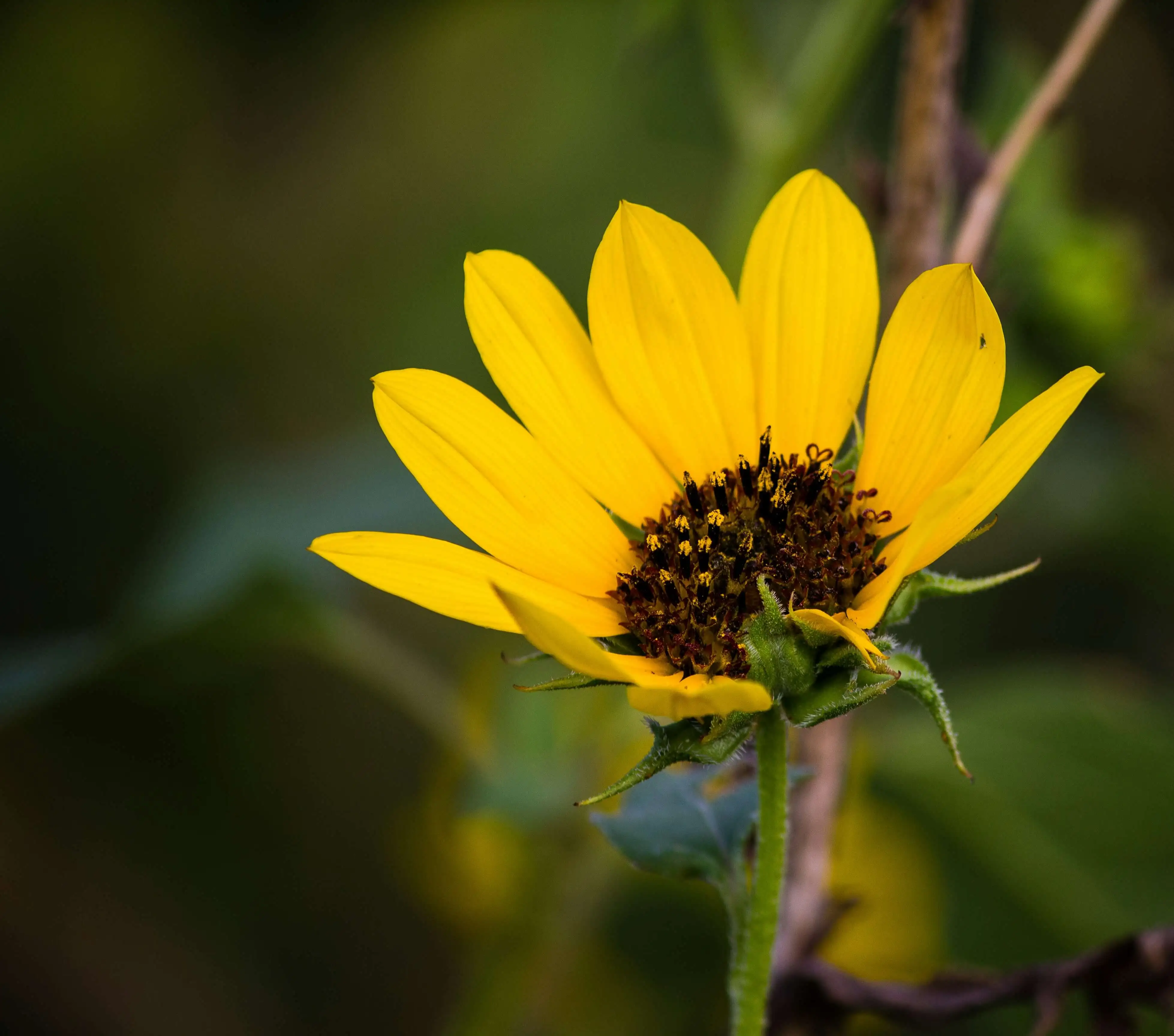 False Sunflower