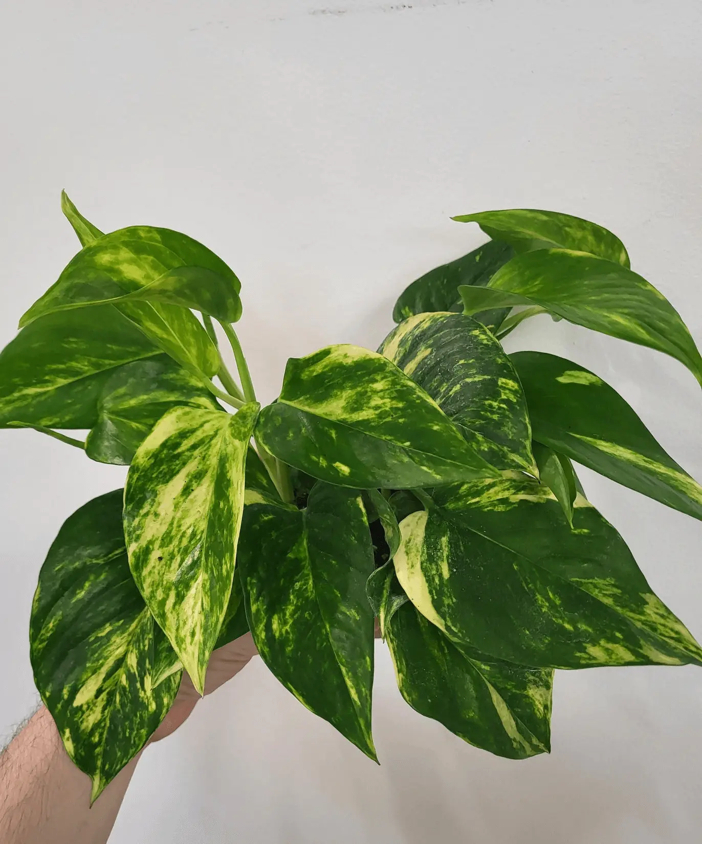 Hawaiian Pothos