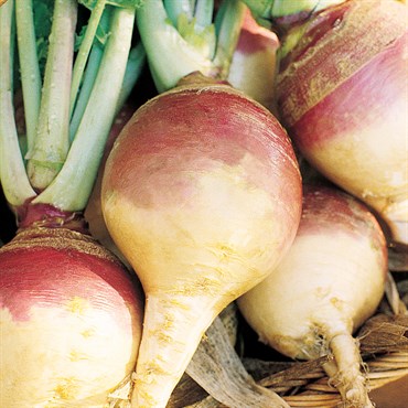 Rutabaga, American Purple Top - 1/2oz