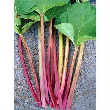 Rhubarb, Victoria - 1/2oz