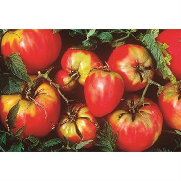 Tomato, Oxheart - 1/4oz