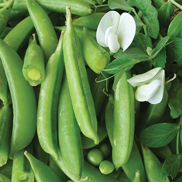 PEAS, CASCADIA 50