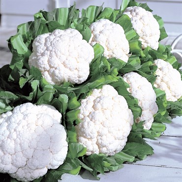 Cauliflower, Snow Crown - 10,000 Seed Count