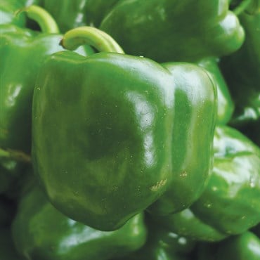 PEPPER, CALIFORNIA WONDER 1