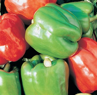 Peppers, Yolo Wonder - 1,000 Seed Count