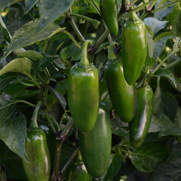 Peppers, La Bomba II - 100 Seed Count