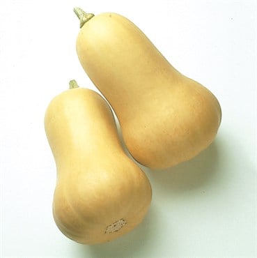 Squash, Early Butternut Hybrid Treated - 100 Seed Count