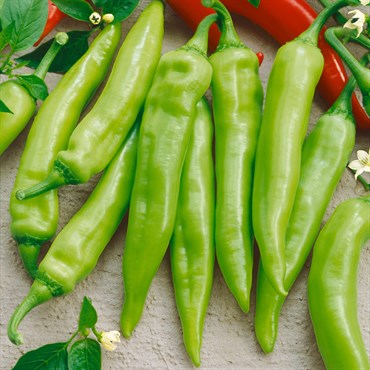 Pepper, Hungarian Sweet Wax 10,000 Seed Count