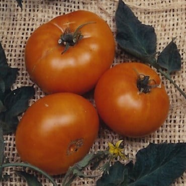 Tomato, Brandywine Yellow - 1,000 Seed Count