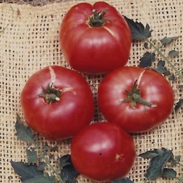 Tomato, German Johnson - 100 Seed Count