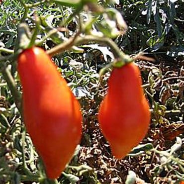 Tomato, San Marzano Indeterminite - 500 Seed Count