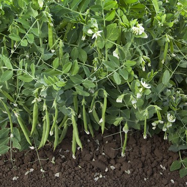 Peas, Snak Hero - 1/2lb