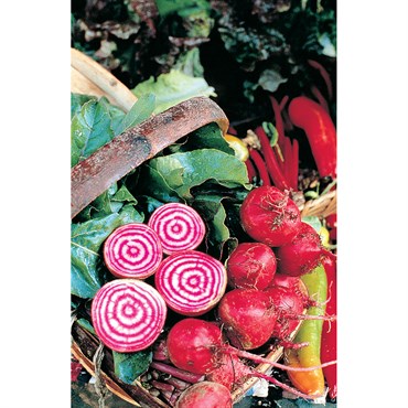 Beets, Chiogga 1/2 oz
